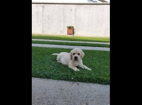 1   labrador   zs0725.jpg